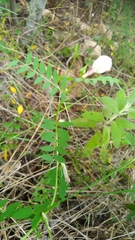 Vicia lutea