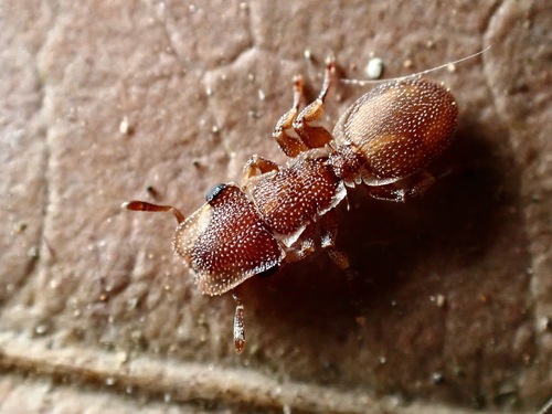 Cephalotes grandinosusCephalotes grandinosus