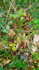 Vicia lutea