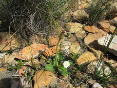 Gerbera piloselloides