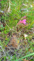 Vicia lutea