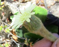 Gerbera piloselloides