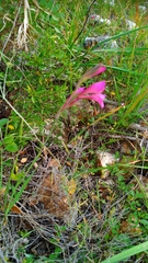 Vicia lutea