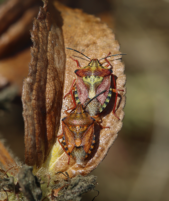 Black-shouldered Shieldbug from Lérida, España on August 21, 2021 at 10 ...