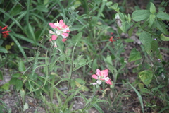 Castilleja indivisa