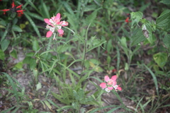 Castilleja indivisa