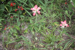 Castilleja indivisa