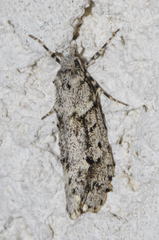 Diurnea fagella