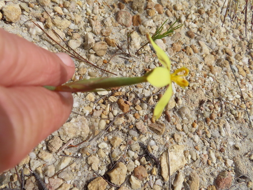 Image of Slender Rushiris (Bobartia filiformis) by (c) linkie, some rights reserved (CC BY)
