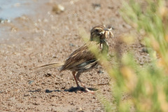 Passerculus sandwichensis beldingi