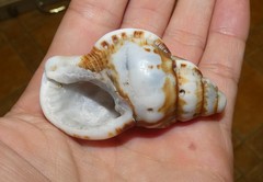 Ranella australasia