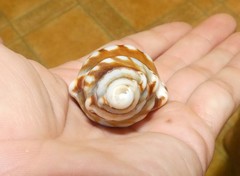 Ranella australasia