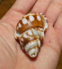 Ranella australasia