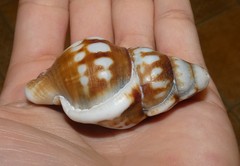 Ranella australasia