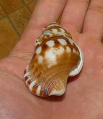 Ranella australasia