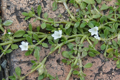 Dentella repens