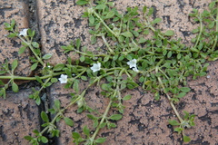 Dentella repens