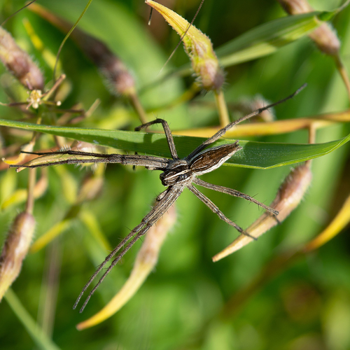 Nursery web spider