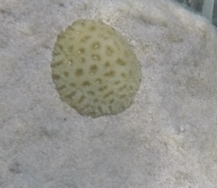 Siderastrea radians