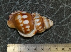 Ranella australasia