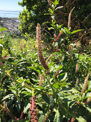 Phytolacca heterotepala