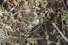 Stellaria crassifolia