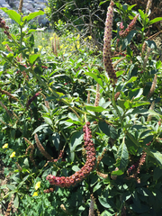 Phytolacca heterotepala