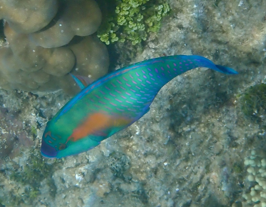 Bower's Parrotfish