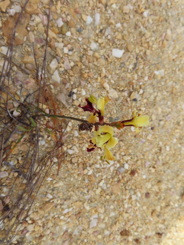 Image of Tritoniopsis parviflora by (c) linkie, some rights reserved (CC BY)