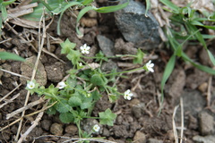 Androsace umbellata