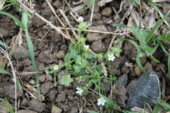 Androsace umbellata