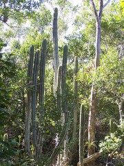 Pilosocereus robinii