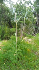 Ferula