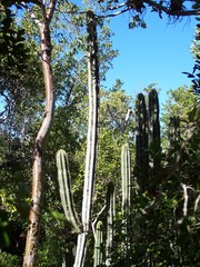 Pilosocereus robinii