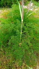 Ferula