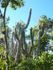 Pilosocereus robinii