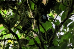 Cyanolyca cucullata image