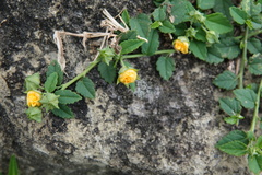 Sida rhombifolia insularis