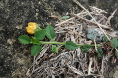 Sida rhombifolia insularis