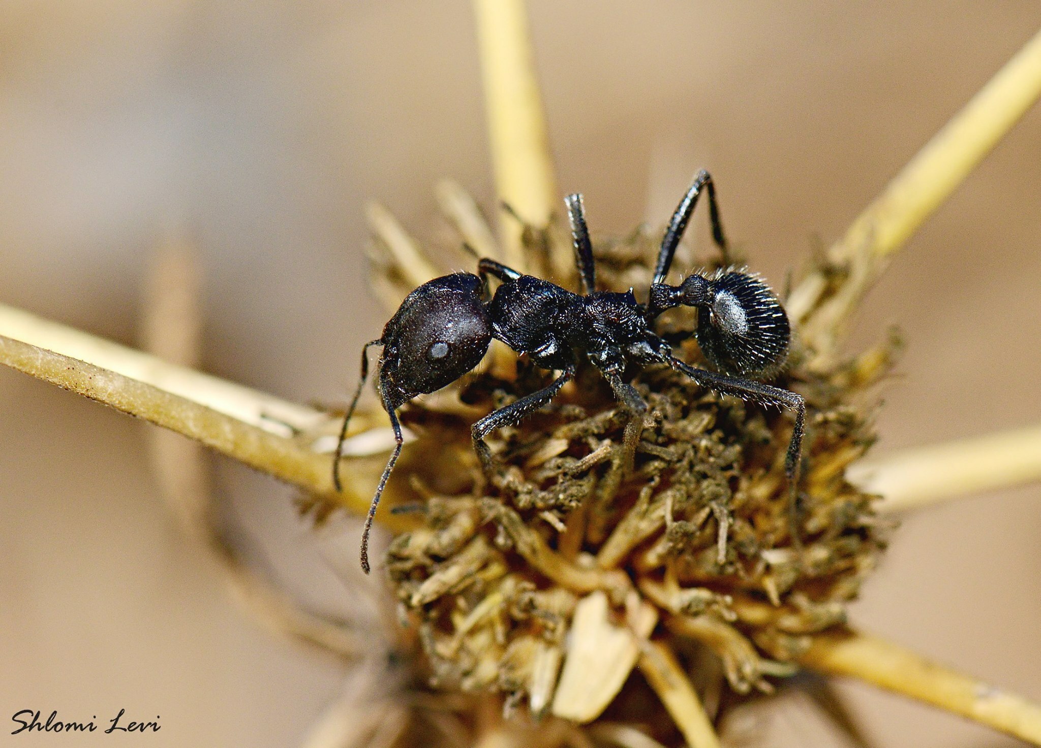 Messor arenarius alfierii