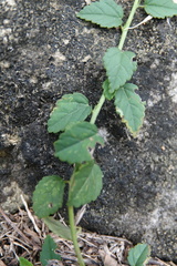 Sida rhombifolia insularis