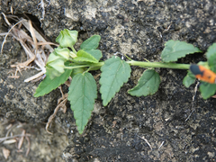 Sida rhombifolia insularis