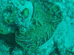 Mycetophyllia