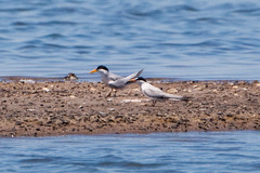 Sternula antillarum browni