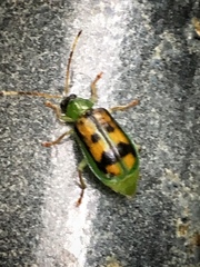 Diabrotica viridicollis
