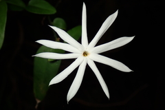 Jasminum nervosum