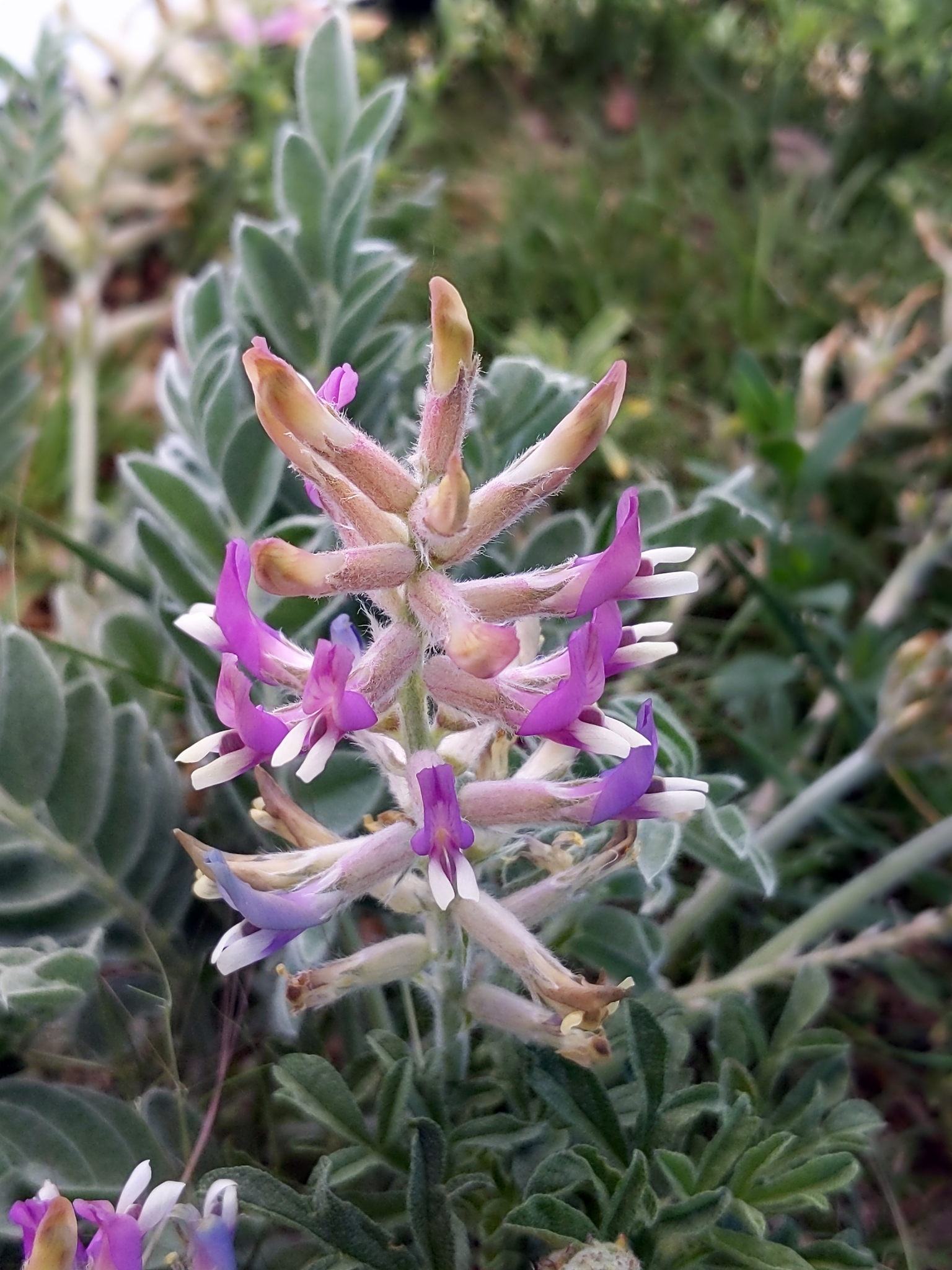 Astragalus mollissimus var. mollissimus