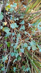 Rumex induratus