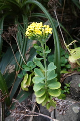 Kalanchoe integra