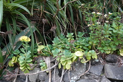 Kalanchoe integra